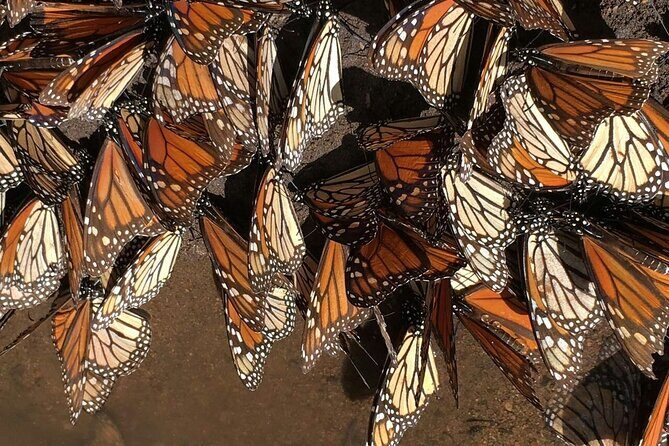 Monarch Butterfly group tour. Join me to watch #butterflies - Discovering the Monarch Butterfly Sanctuary