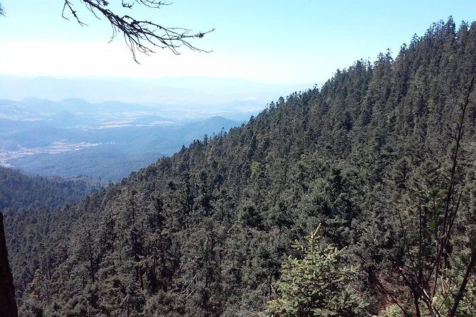 Monarch Butterfly group tour. Join me to watch #butterflies - FAQ