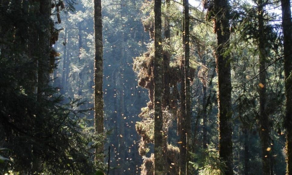 Monarch Butterfly Mexico Reserve Sanctuary & Valle De Bravo - Valle De Bravo