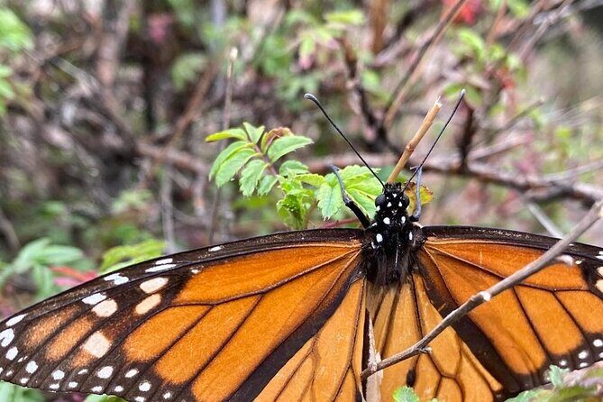 Monarch Butterfly Reserve: Piedra Herrada Magical Valle de Bravo - FAQs