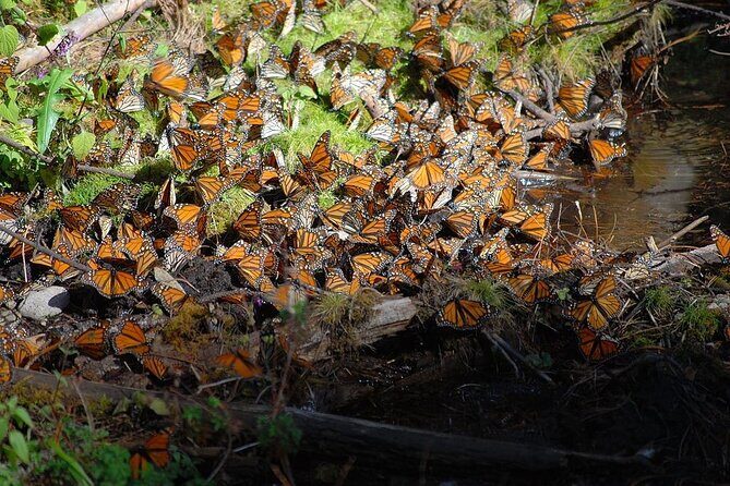Monarch Butterfly Reserve: Piedra Herrada Magical Valle de Bravo - Final Words