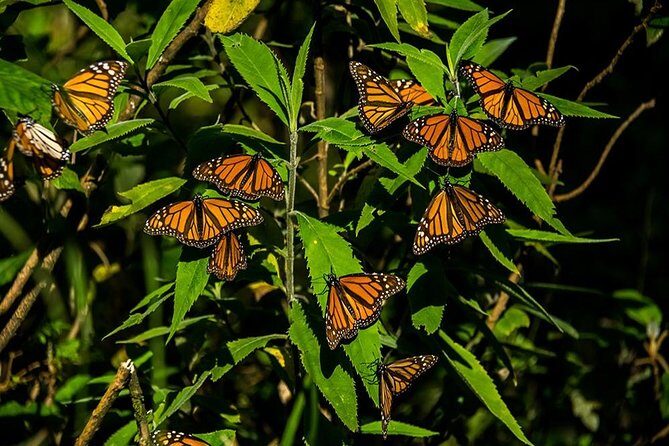 Monarch Butterfly Sanctuary Day Trip from Mexico City - What to Expect on the Day