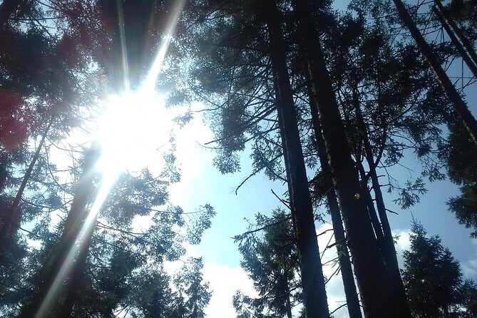 Monarch Butterfly Sanctuary Day Trip from Mexico City - Authentic Experiences and Traveler Feedback