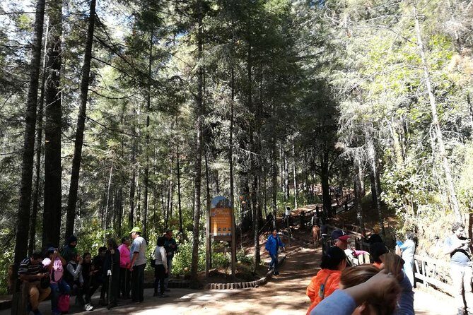 Monarch Butterfly Sanctuary Day Trip from Mexico City - Who Will Appreciate This Tour?