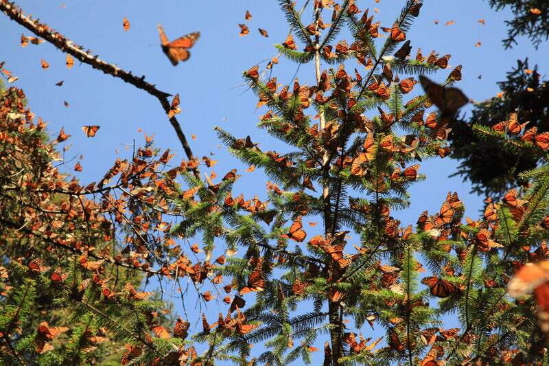 Monarch Butterfly Sanctuary Tour from Mexico City - Key Points