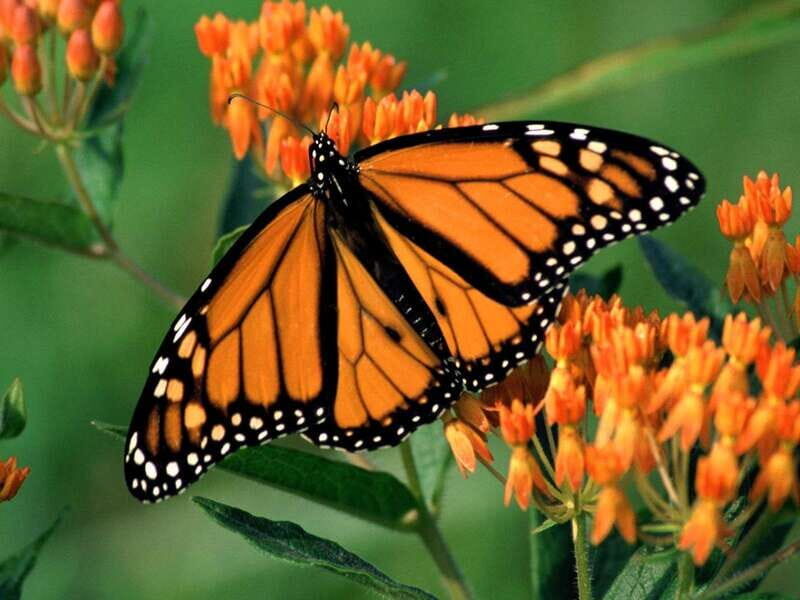 Monarch Butterfly Sanctuary Tour from Mexico City - A Detailed Look at the Tour Experience