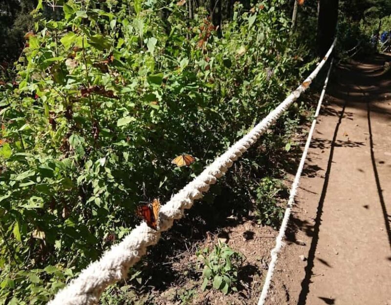 Monarch Butterfly - An Overview of the Tour
