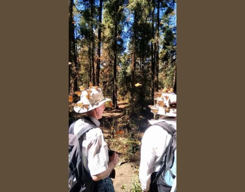 Monarch Butterfly - What to Expect During the Day