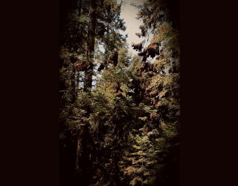 Monarch Butterfly - Authentic Experiences and Traveler Feedback