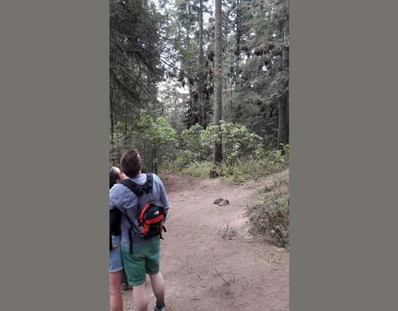 Monarch Butterfly - FAQ