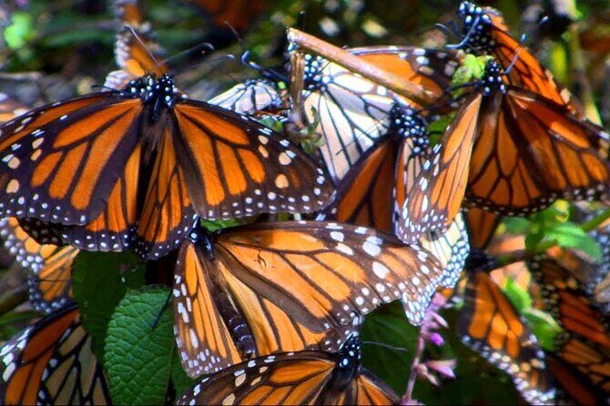 Monarch Butterfly Tour Mexico: Sierra Chuincua and Magic Town - Frequently Asked Questions
