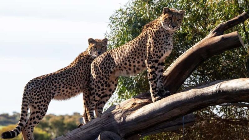 Monarto Safari Park: Cheetah Experience - An In-Depth Look at the Cheetah Experience at Monarto Safari Park