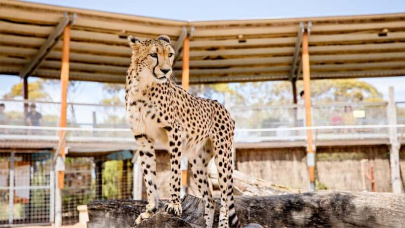 Monarto Safari Park: Cheetah Experience - Who Will Love This Experience?