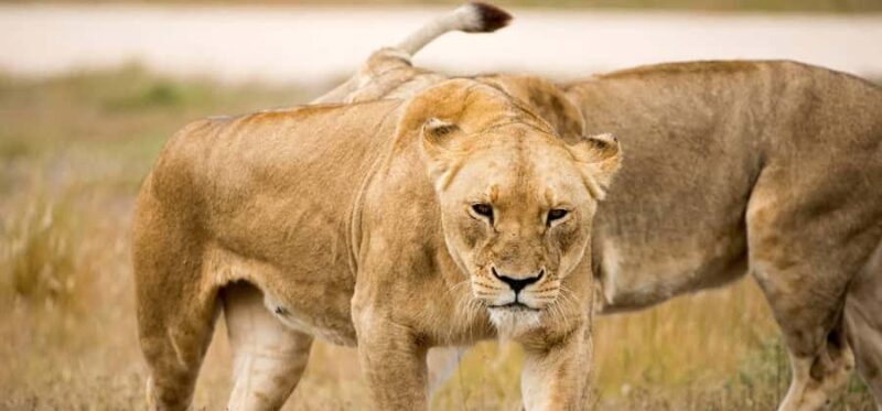 Monarto Safari Park: Keeper for a Day - Who Should Consider This Tour?