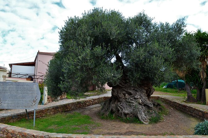 Monastery - Ancient Olive Tree & Museum-Cretan Brewery Private Tour From Chania - Good To Know