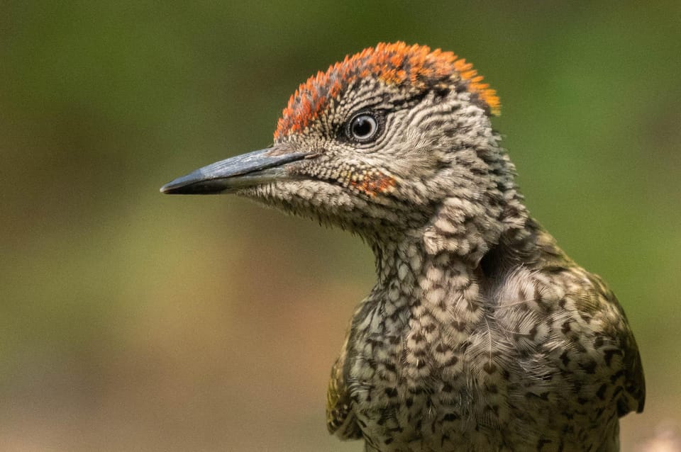 Monferrato: Birdwatching and Wildlife Photography Experience - Key Points