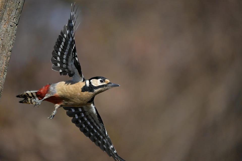 Monferrato: Birdwatching and Wildlife Photography Experience - A Birdwatchers Paradise