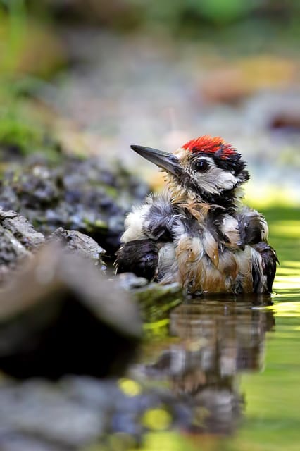 Monferrato: Birdwatching and Wildlife Photography Experience - Taking in Monferratos Tranquility