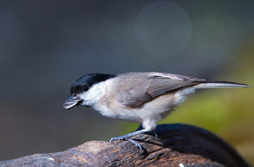 Monferrato: Birdwatching and Wildlife Photography Experience - Ask Away