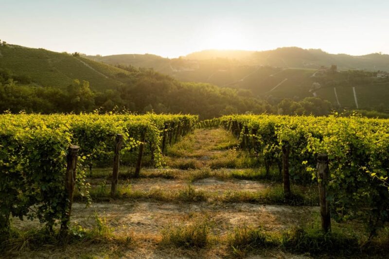 Monforte Dalba: Barolo Tasting, Vineyard & Cellar Visit - Key Points