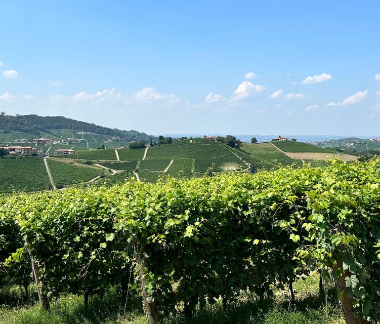 Monforte Dalba: Barolo Tasting, Vineyard & Cellar Visit - Unraveling the Secrets of Barolo