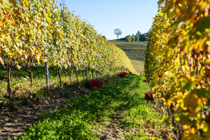 Monforte Dalba: Tasting of Iconic Langhe Wines and Winery Tour - Focus