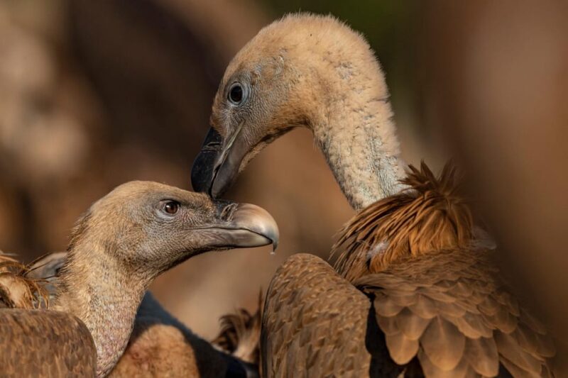 Monfrague Wildlife Experience: Vultures Close-up - Key Points