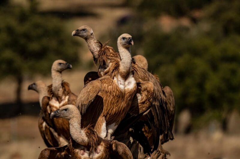 Monfrague Wildlife Experience: Vultures Close-up - Muladar Hide Experience