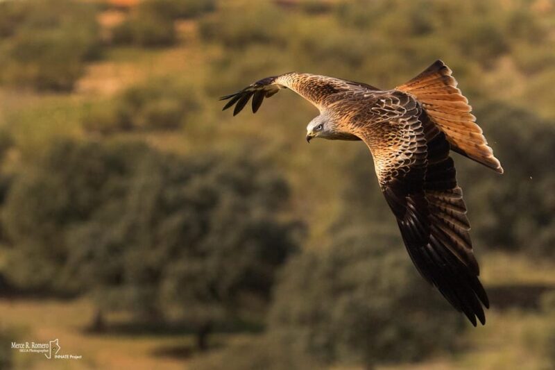 Monfrague Wildlife Experience: Vultures Close-up - Birdwatching and Nature Walk