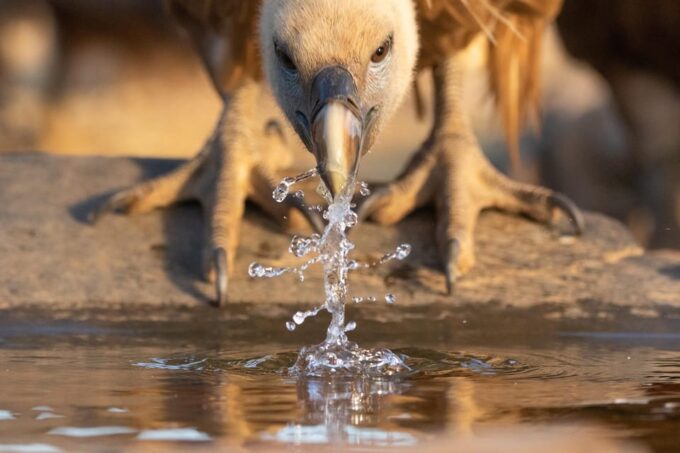 Monfrague Wildlife Experience: Vultures Close-up - What to Expect