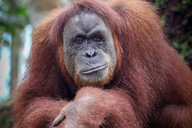 Monkey Business 3 Days - 2 Nights Jungle Trekking (Including Rafting) - Additional Considerations