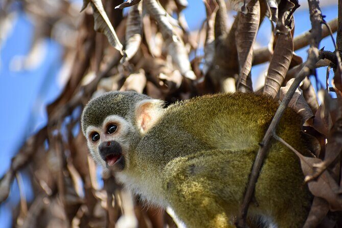 Monkey Encounter and Horse-Riding Tour in Puerto Plata - A Friendly Introduction to the Tour