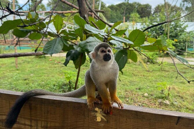 Monkey Encounter and Zip Line Tour from Amber Cove and Taino Bay - A Closer Look at the Itinerary