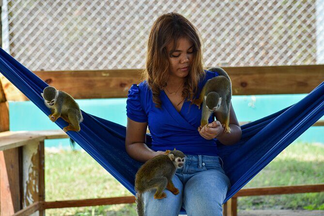Monkey Encounter and Zip Line Tour from Amber Cove and Taino Bay - The Sum Up