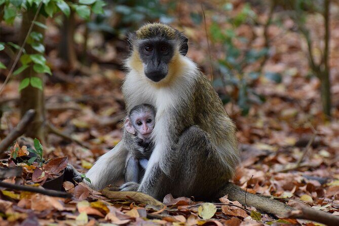 Monkey Feeding And Beach Day In Barbados - What Travelers Can Expect From This Tour