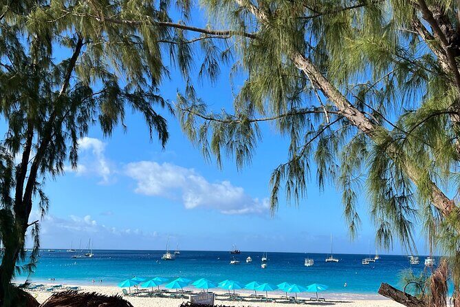 Monkey Feeding And Beach Day In Barbados - The Sum Up