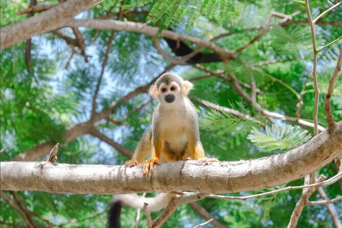 Monkey House VIP Experience with 4 species of monkeys, Punta Cana - What is the Monkey House VIP Experience?