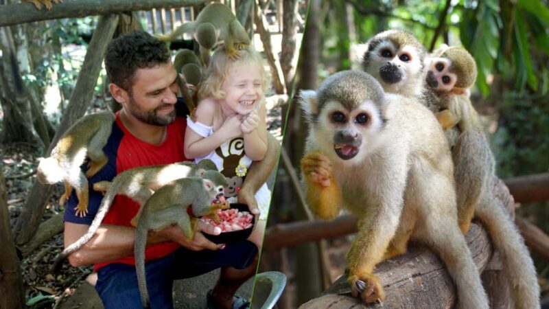 Monkey jungle tour + Transportation from cruise/hotel - Key Points
