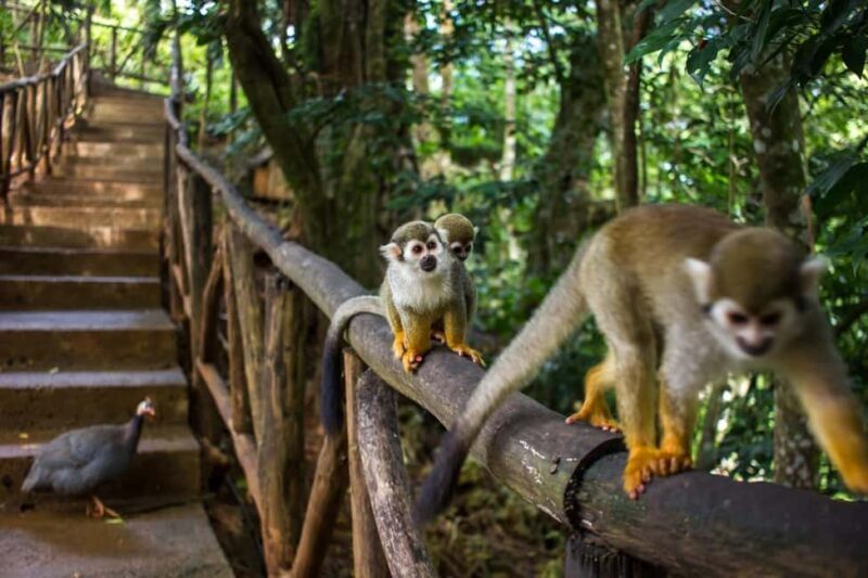 Monkey jungle tour + Transportation from cruise/hotel - What to Expect from the Monkey Jungle Tour