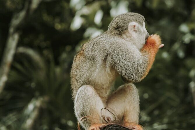 Monkey Jungle with Zip line - A Detailed Look at the Tour Experience