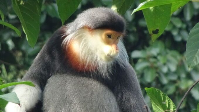 Monkey Mountain Hidden Gems Full-Day Tour - Frequently Asked Questions