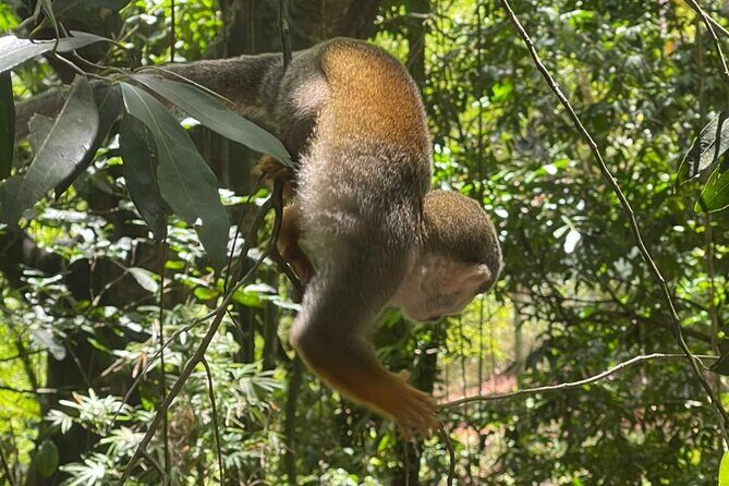 Monkey tour from Amber cove Y Taino bay Puerto Plata - An Honest Look at the Monkey Land Tour