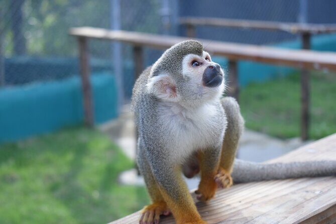 Monkey Tour Interaction and waterfalls excursion in Puerto Plata - FAQ