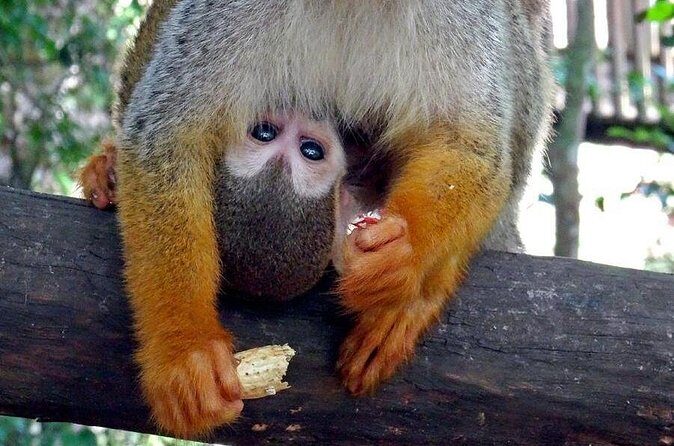 Monkeyland and Zipline Adventure from Puerto Plata - The Sum Up