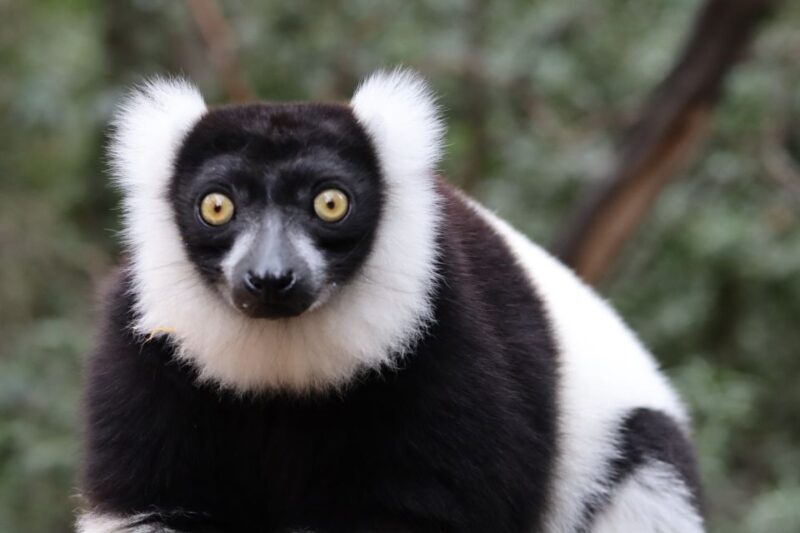 Monkeyland, Birds of Eden, Jukani - Animal Sanctuaries - Key Points