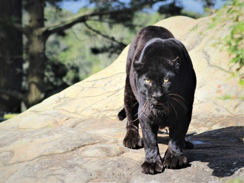 Monkeyland, Birds of Eden, Jukani - Animal Sanctuaries - Authentic Experiences and Traveler Feedback