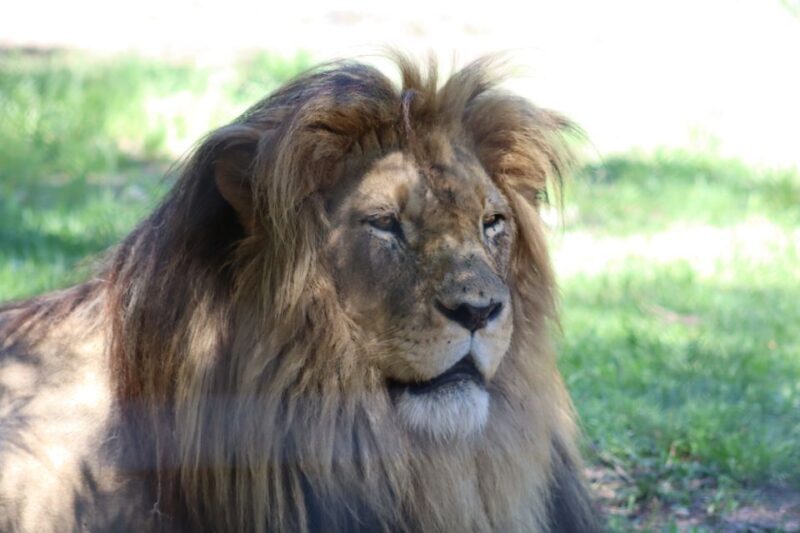 Monkeyland, Birds of Eden, Jukani - Animal Sanctuaries - Who Will Enjoy This Experience Most?