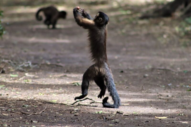 Monkeyland, Birds of Eden, Jukani - Animal Sanctuaries - Summary of the Experience