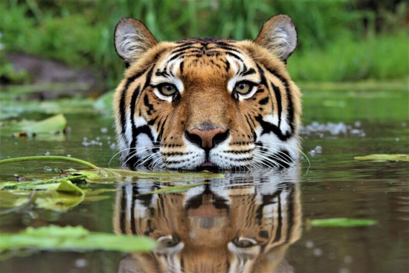 Monkeyland, Birds of Eden, Jukani - Animal Sanctuaries - FAQs
