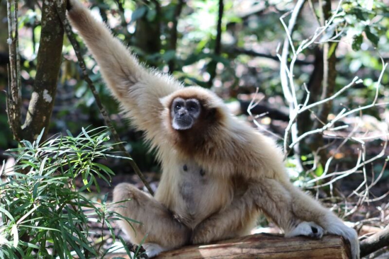 Monkeyland, Birds of Eden, Jukani - Animal Sanctuaries - Soaring Through Birds of Eden